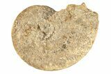 Fossil Ammonite (Ochetoceras) - France #190065-1